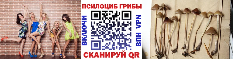 где найти   Лабинск  Псилоцибиновые грибы мухоморы 